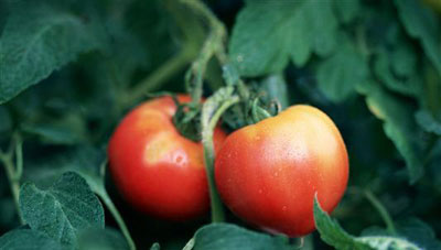 خوراکی های خطرناک