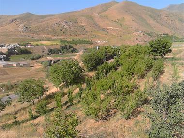 خسارت 3 میلیارد تومانی سرمازدگی