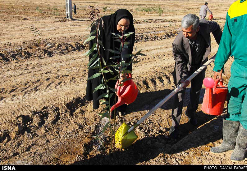 کاشت درخت بر اساس شرایط اقلیمی مناطق انجام می شود
