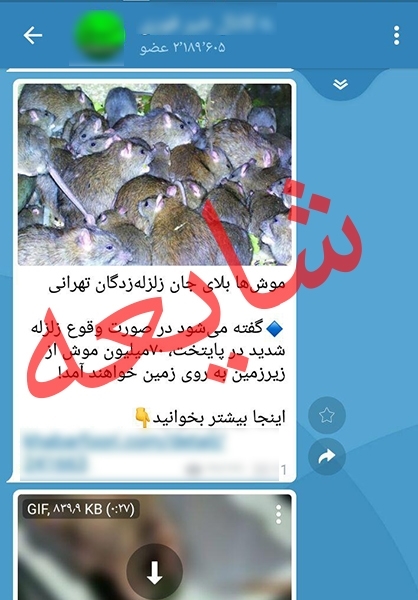 از شایعه تا واقعیت حمله موش‌های آدم‌خوار به تهرانی‌ها