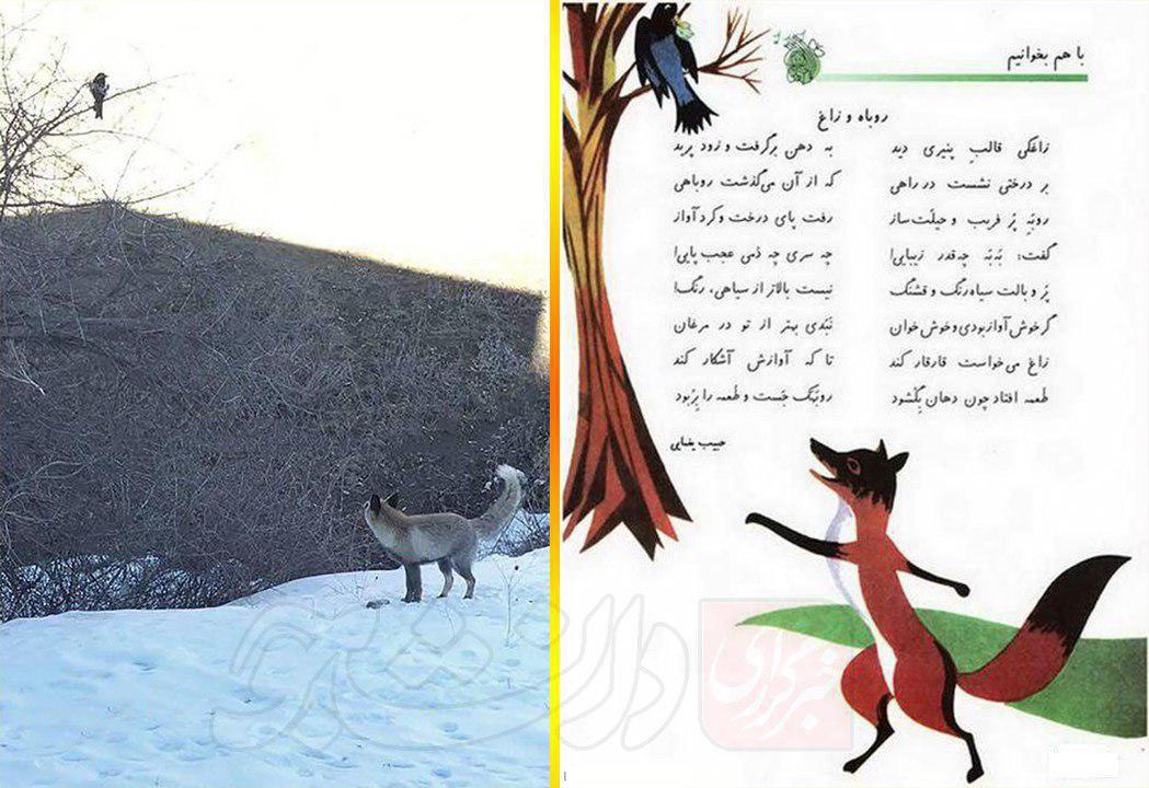 روباه و زاغ در گلستان به هم رسیدند/عکس