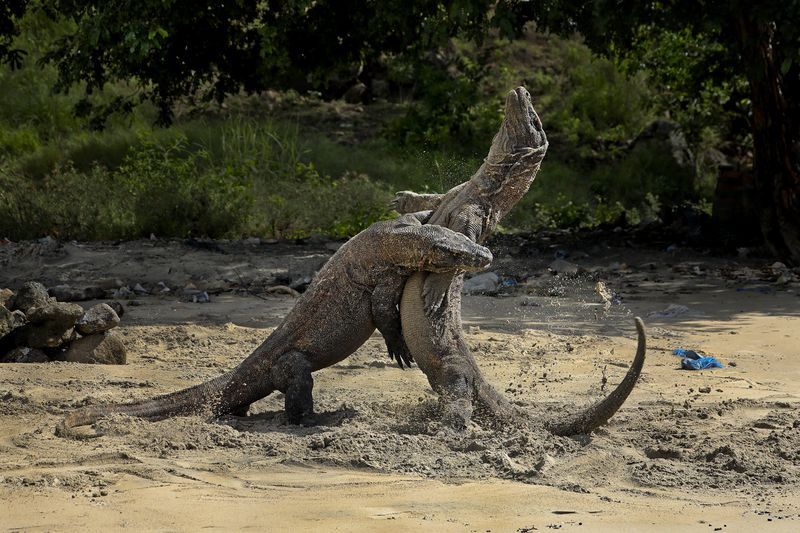 نبرد دو اژدهای کومودو (+عکس)