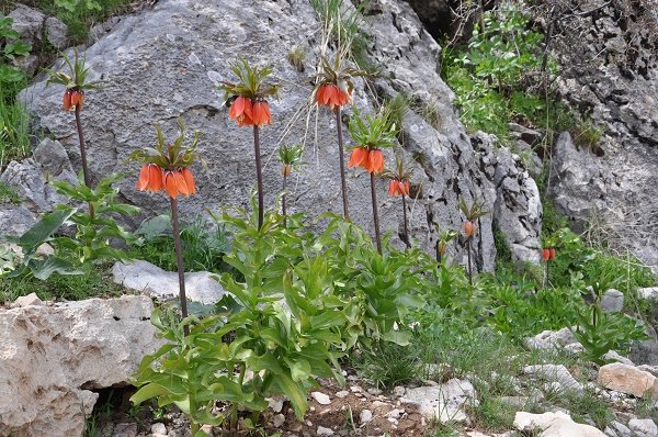 گردش در سرزمین رنگ‌های دلبرانه/ازسایه‌سار بلوط‌ها تاخنکای آبشارها