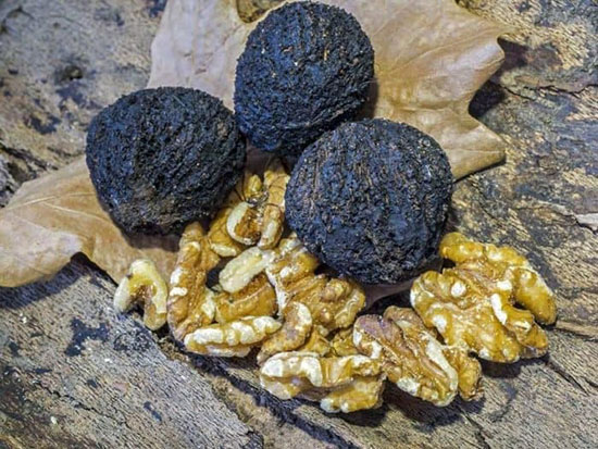 گردوی سیاه و خواص عالی آن