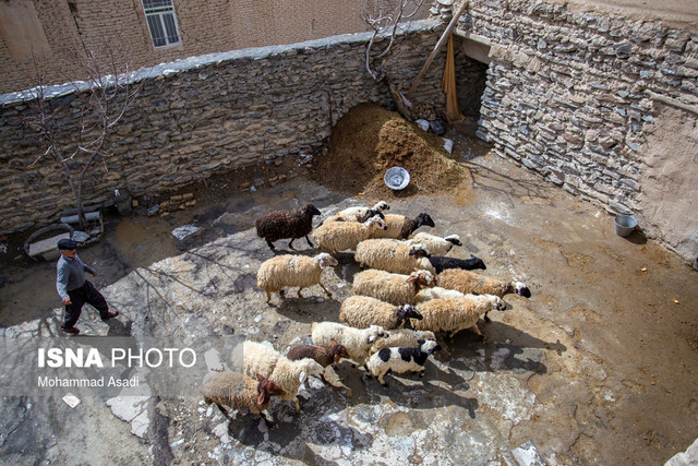 افزایش چشمگیر قاچاق دام در یک مقطع خاص