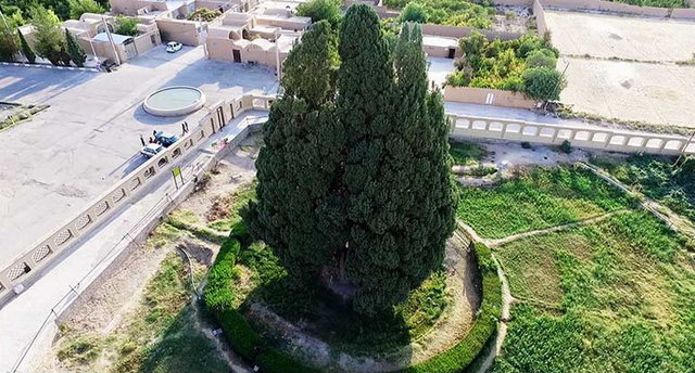 اجرای طرح حفاظت از سرو کهنسال مهریز