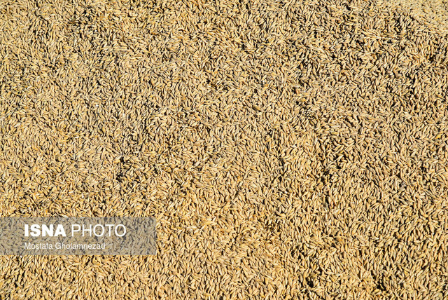 برخی سودجویان، کالاهای وارداتی را به قیمت آزاد می‌فروشند