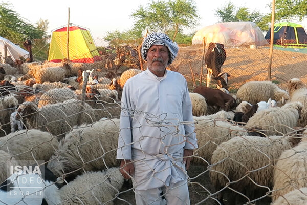 ویدئو / وضعیت دام‌ها در مناطق سیل‌زده خوزستان