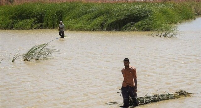 حال «هامون» چطور است؟ – صلح خبر