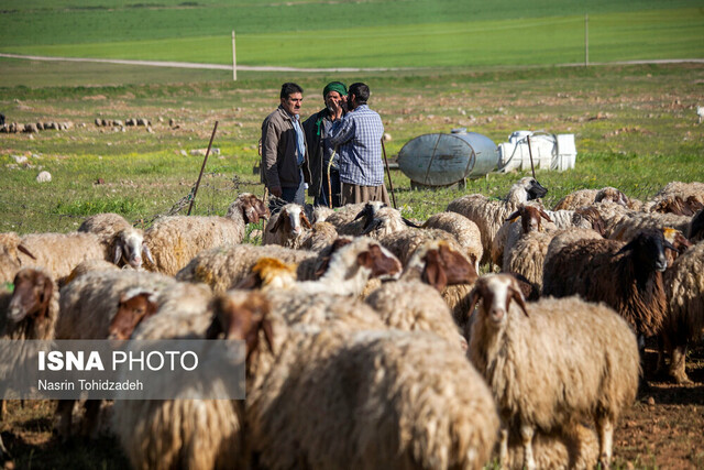 تعداد خانوارهایی که از مراتع امرار معاش می‌کنند ۵ برابر ظرفیت آن است