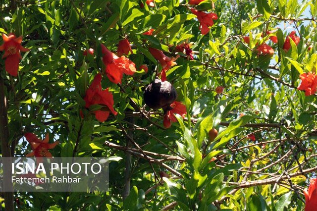 اینجا، انگار بویی از کویر نبرده