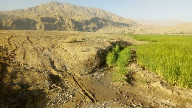کشاورزان، «تل یونجه» را با زمین‌های‌شان اشتباه گرفته‌اند!