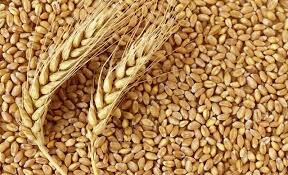 حاجی: قیمت خرید تضمینی گندم به 2000 تومان افزایش یابد