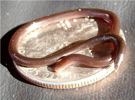 دانستنی‌های شگفت‌انگیز درباره مار‌ها