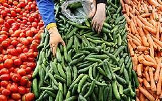 نیترات خیارهای بازار استان البرز بالاتر از حد مجاز/پوست خیار را نخورید