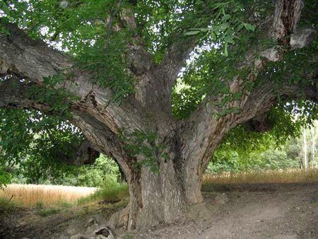 آماری از درخت‌های کهنسال ایران