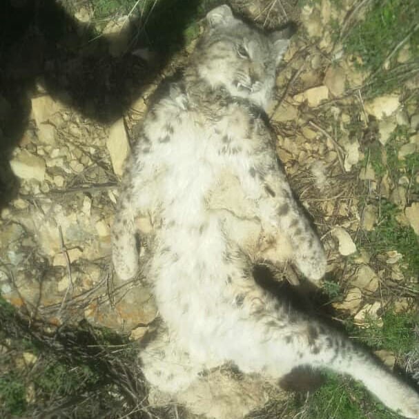 یک لینکس دیگر در البرز به دلیل نامعلومی تلف شد