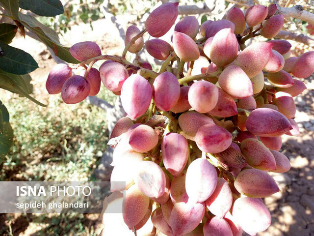 عرضه کود بیولوژیک که موجب افزایش عملکرد باغات پسته می‌شود