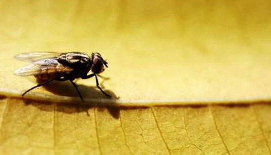 حقایقی شگفت‌انگیز درباره موضوعات مختلف