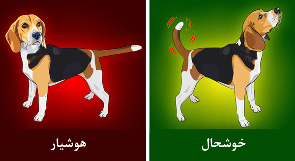 زبان بدن حیوانات را بشناسیم