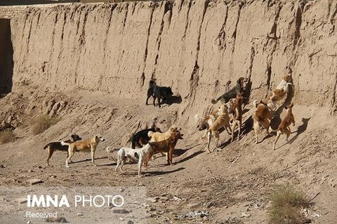 خسارت‌های جبران ناپذیر به حیات وحش با غذارسانی به سگ‌های بلاصاحب