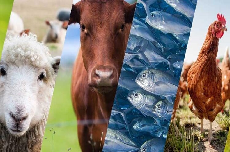 ورود نسل سوم نانومکمل‌های روی به بازار تا ماه آینده/تولید محصولی با مزیت صادراتی