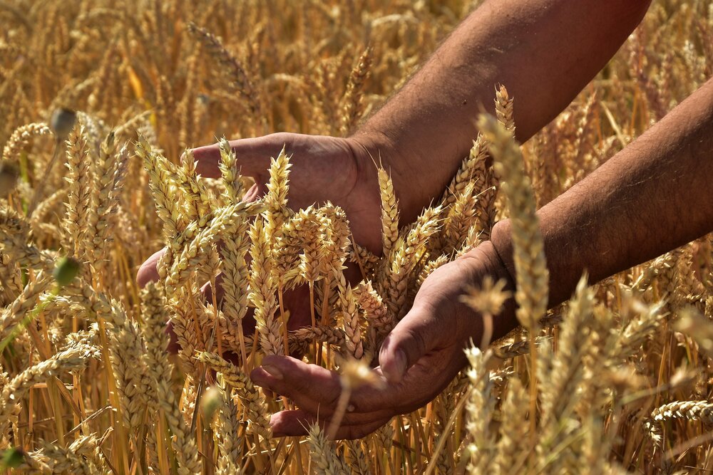 همه‌گیری گیاهی و تاثیر منفی ۳۰ درصدی بر محصولات غذایی