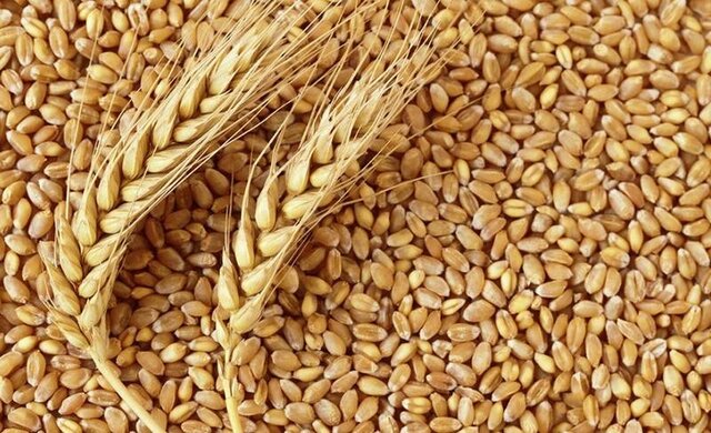 ابعادی دیگر از ماجرای گندم‌های آلوده