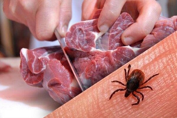 افزایش مبتلایانِ تب کریمه کنگو به ۳۴ نفر/ ۲ نفر جان باختند