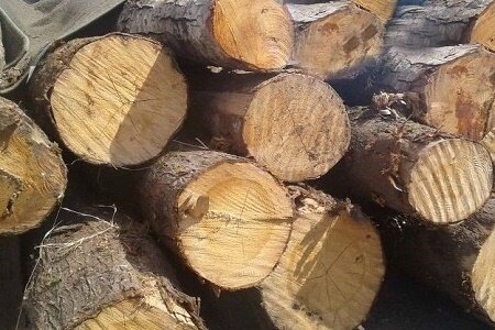 ادامه قاچاق درختچه های کویری/ اینبار در حوالی چشمه علی
