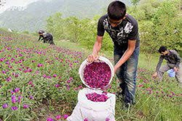 آبرسانی به ۱۲۰۰ خانوار عشایر تهران/ برداشت ۱۸ تن گیاه دارویی در مراتع عشایری استان