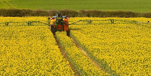 وابستگی ۹۰ درصدی روغن به واردات/ تولیدکننده انگیزه‌ای برای کشت دانه‌های روغنی ندارد